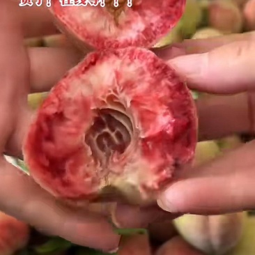猪血桃