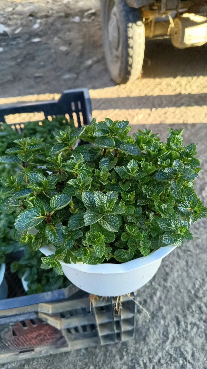 薄荷