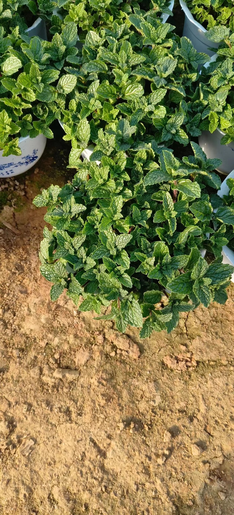 薄荷