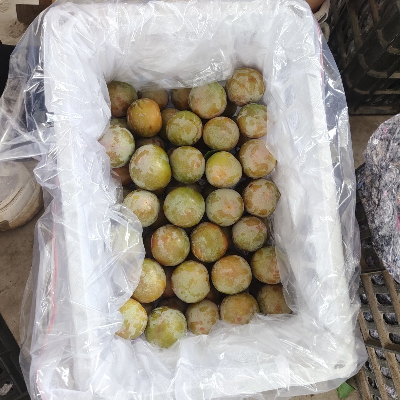 湖北李子大量供应澳洲红八宝丹五月脆大小宝石脆甜爽口量大优
