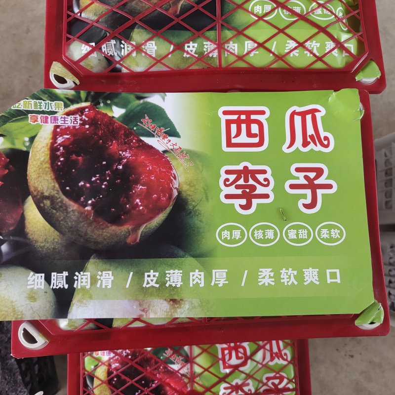 湖北李子大量供应澳洲红八宝丹五月脆大小宝石脆甜爽口量大优