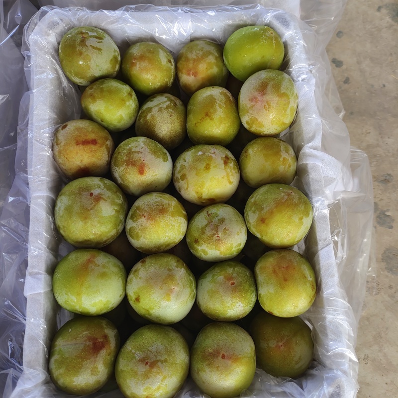 湖北李子大量供应澳洲红八宝丹五月脆大小宝石脆甜爽口量大优