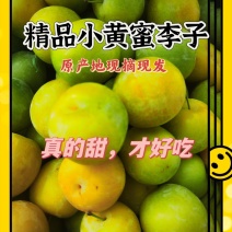 精品小黄蜜李子！好吃，超甜。对接电商平台及商超市场。