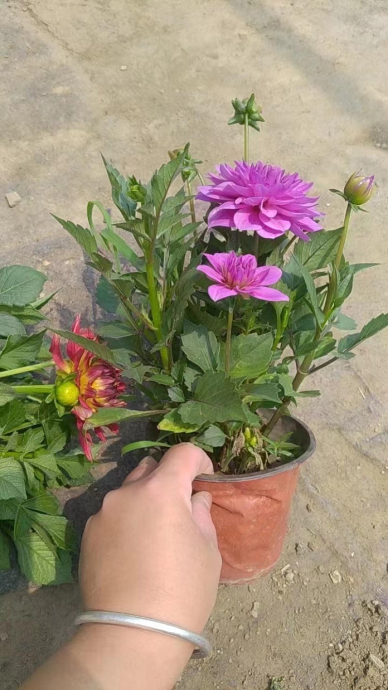 进口小丽花