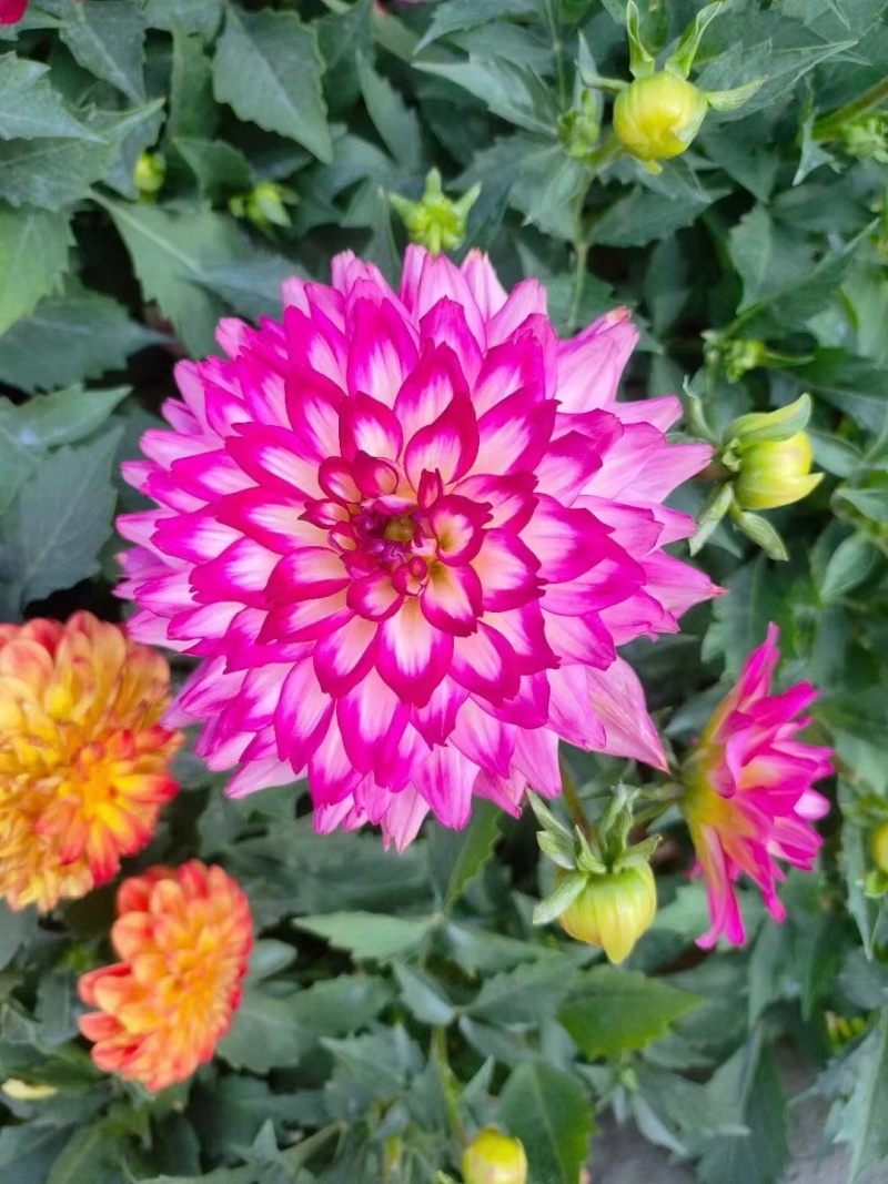 进口小丽花