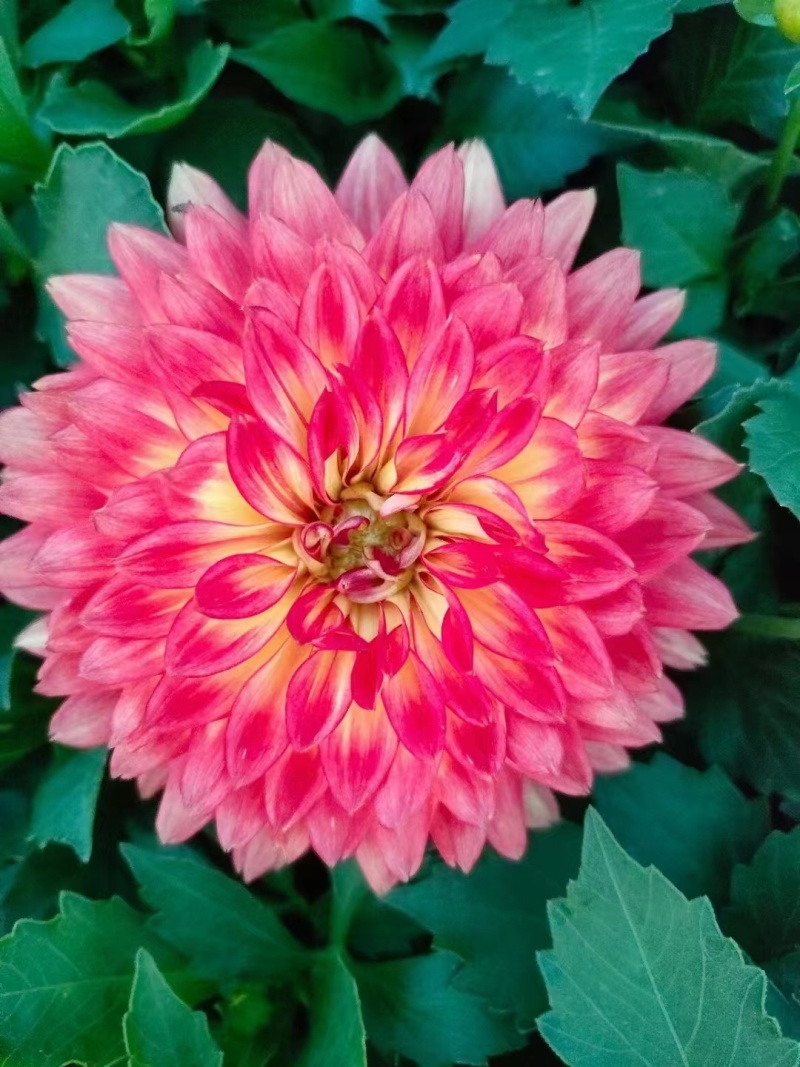 进口小丽花