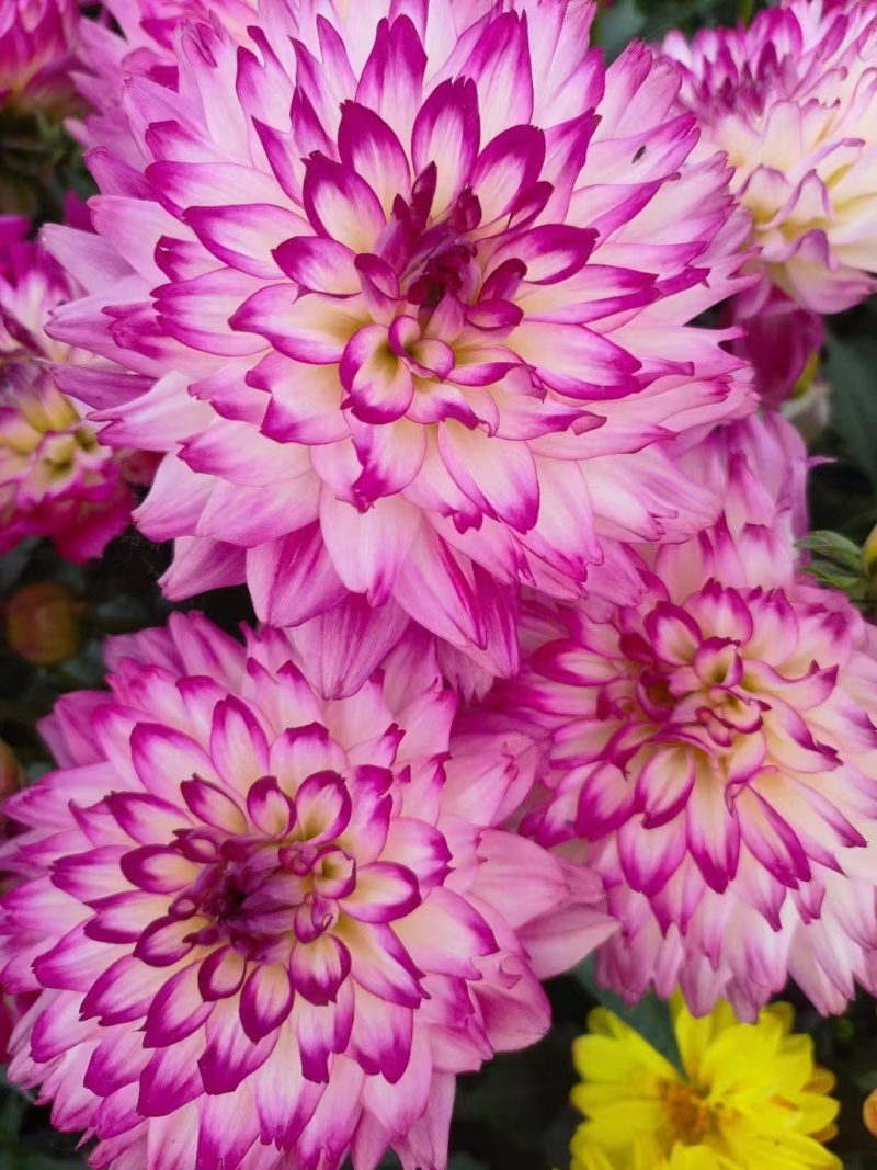 进口小丽花