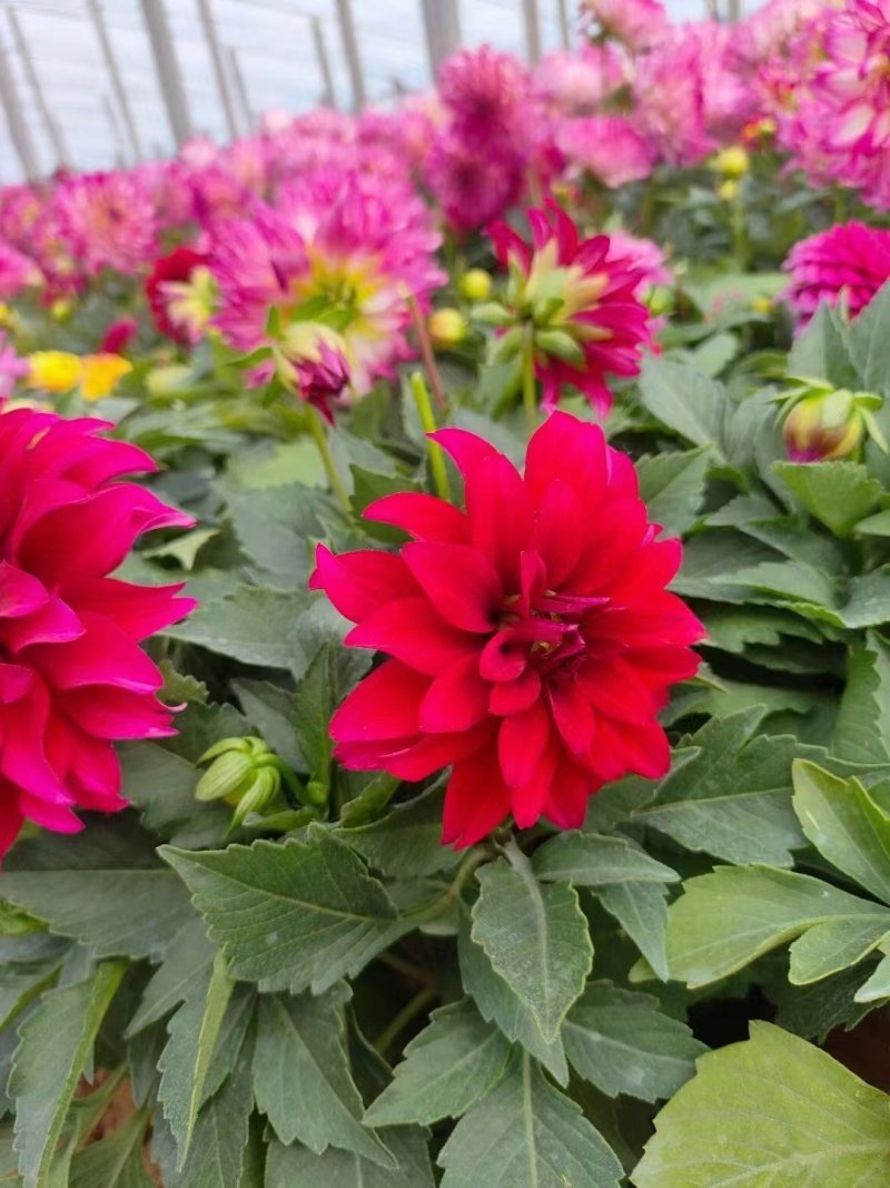 进口小丽花