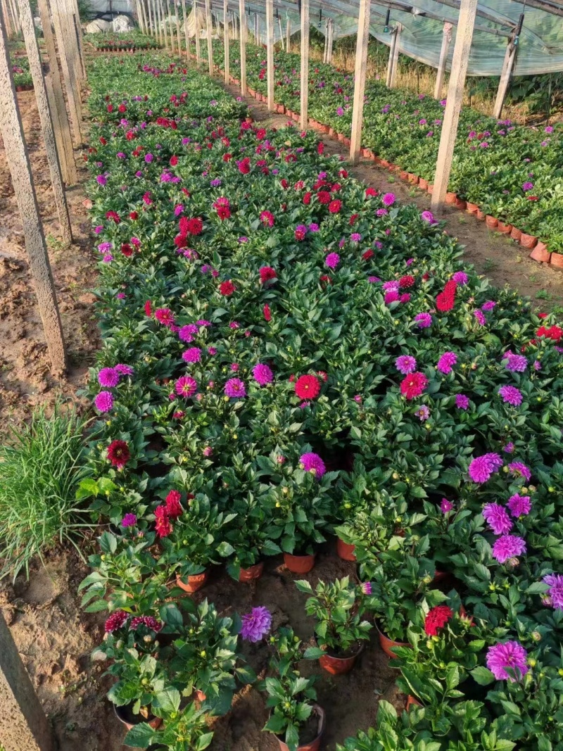 进口小丽花