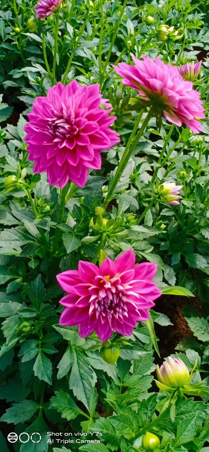 进口小丽花