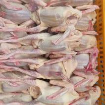 鸽子白条鸽子肉规格齐全厂家发货质量稳定全国发货