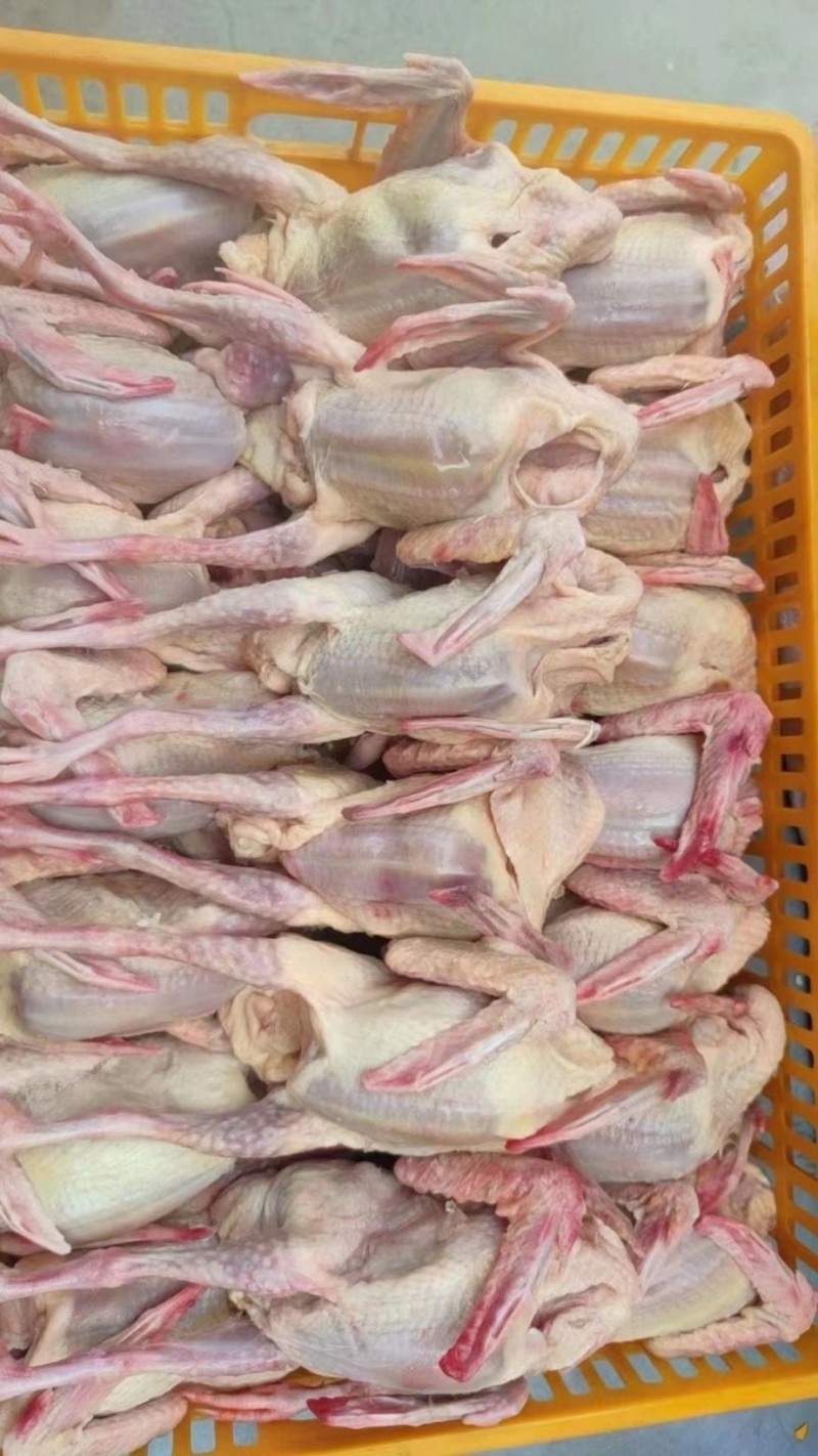 鸽子白条鸽子肉规格齐全厂家发货质量稳定全国发货