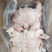 去骨全熟羊头肉纯干无毛大白脸