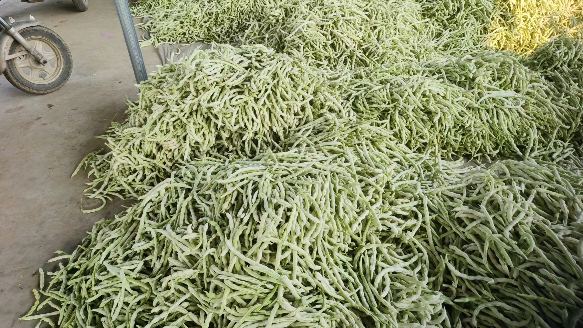 白不老豆角干在阳光下晾晒,展示其自然加工过程 白不老豆角干在晾晒场