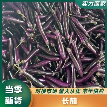 精品烧烤茄广茄红金刚茄子紫长茄基地货源欢迎来电合作