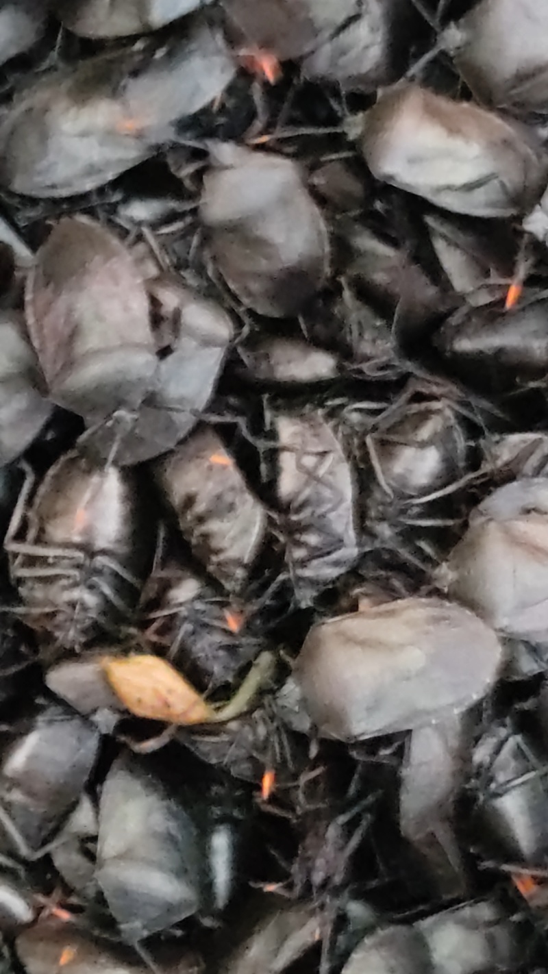 九香虫鲜货，活的，
