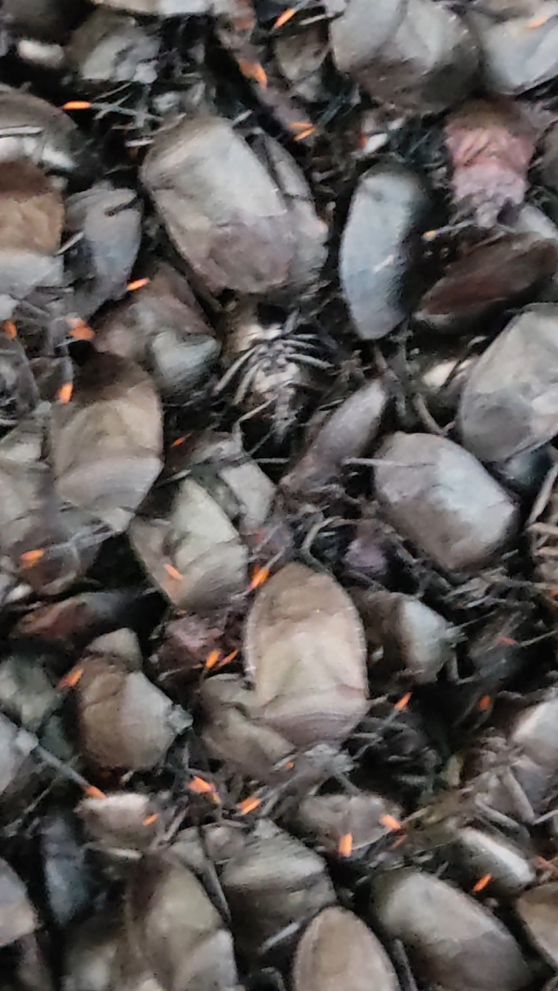 九香虫鲜货，活的，
