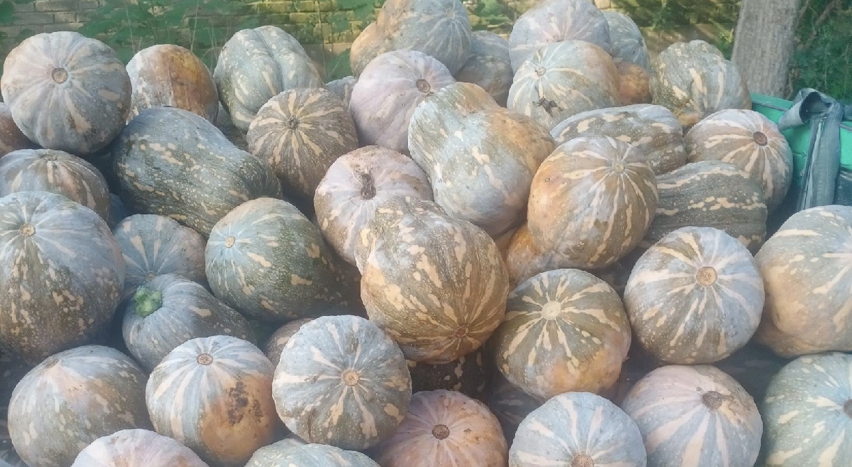 南瓜与地瓜选购指南图