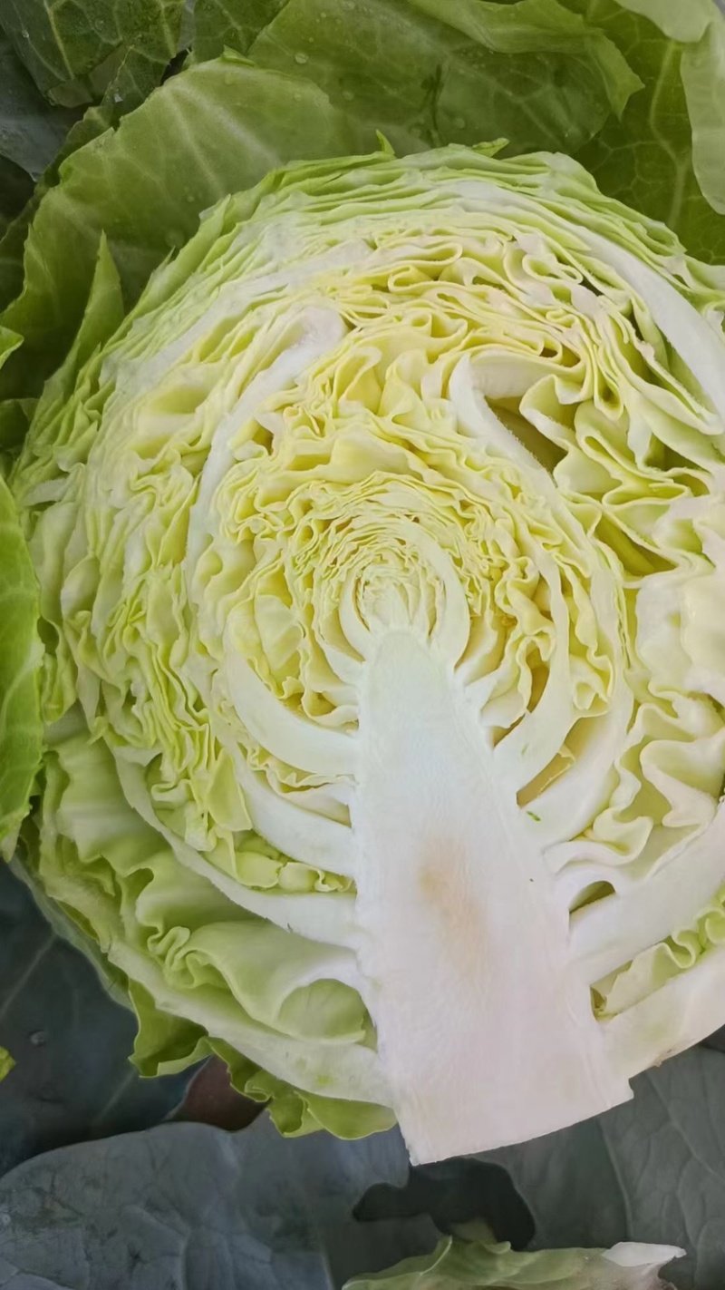 中甘十五