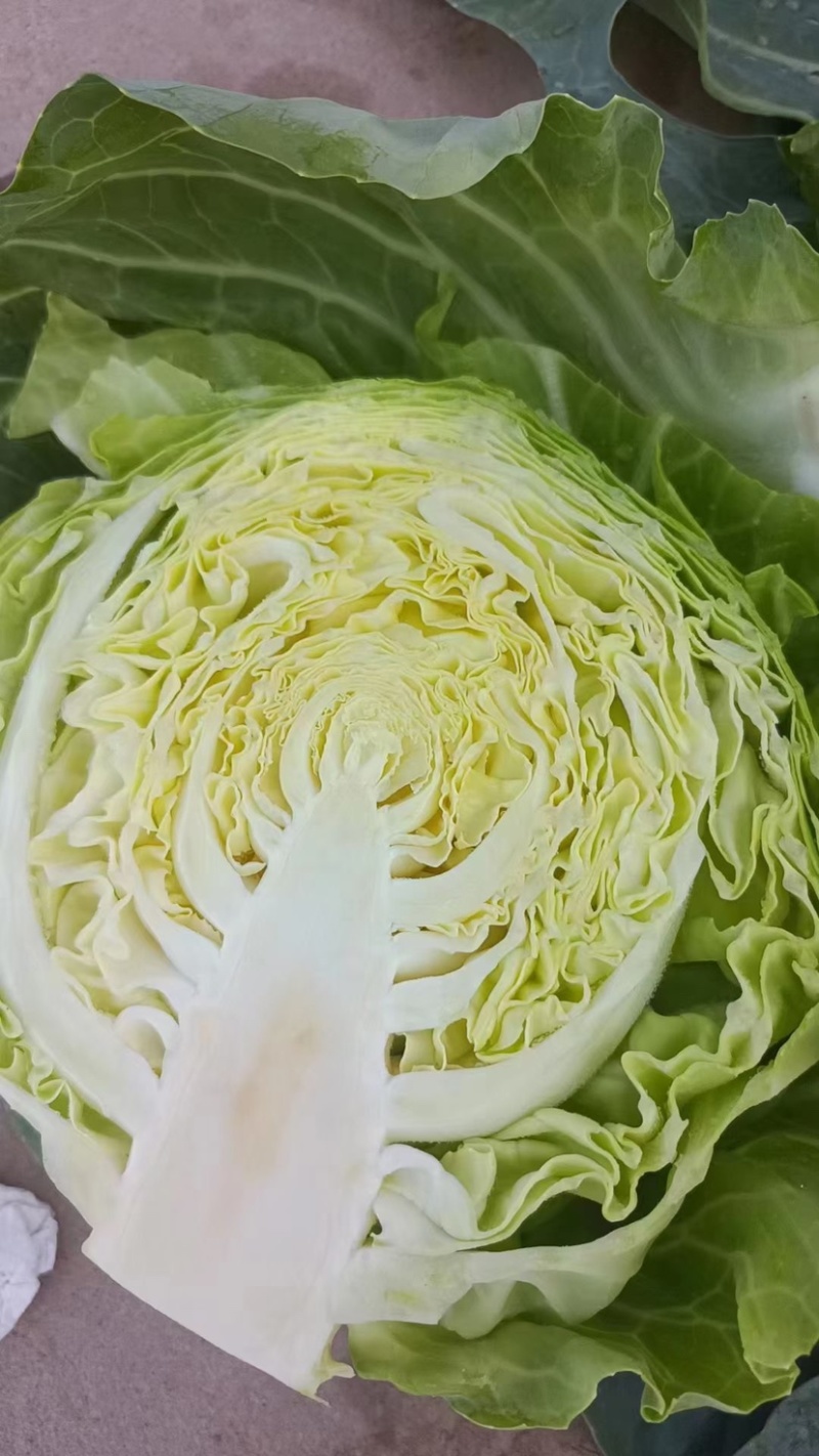 中甘十五