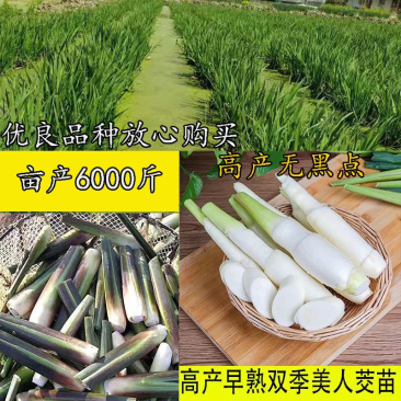安徽茭白苗品质保证诚信经营欢迎联系自家基地200亩