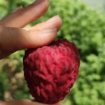 糯米糍荔枝