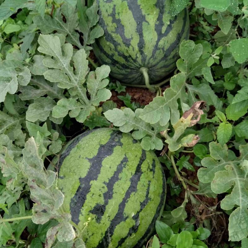 【热卖】绵阳坡地红密露天西瓜四川西瓜甜度高耐运输