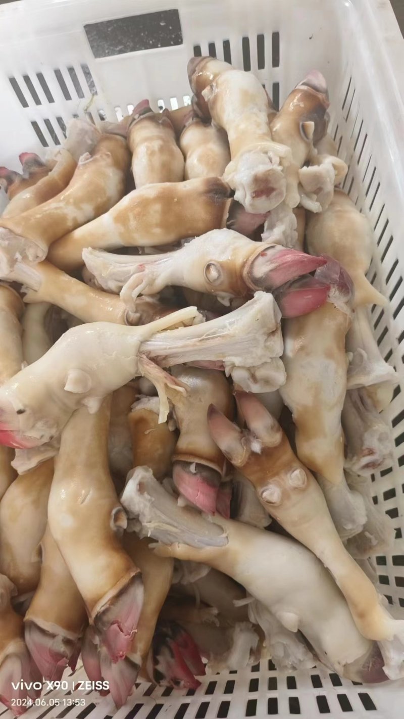 小牛蹄
