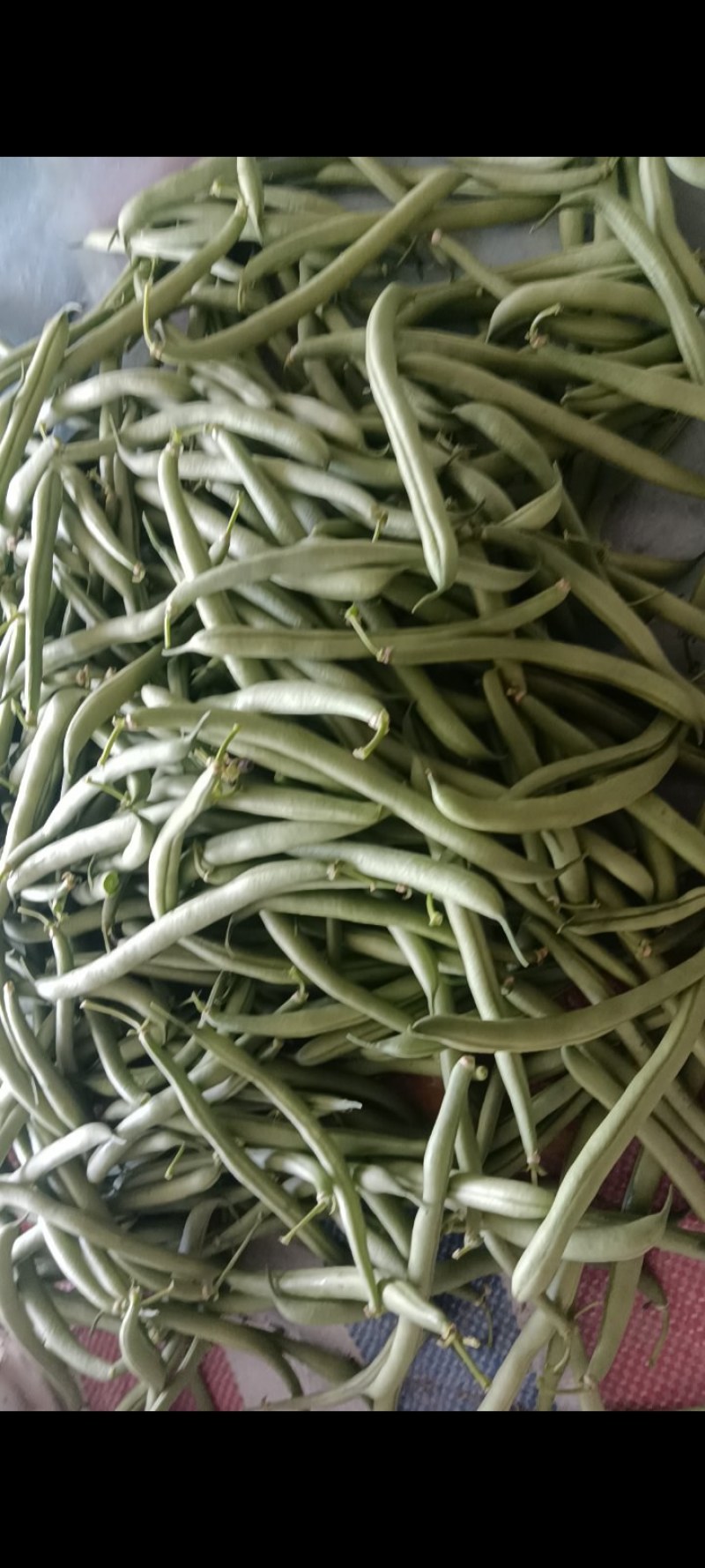 山西朔州应县精品地豆产地直销可供电商