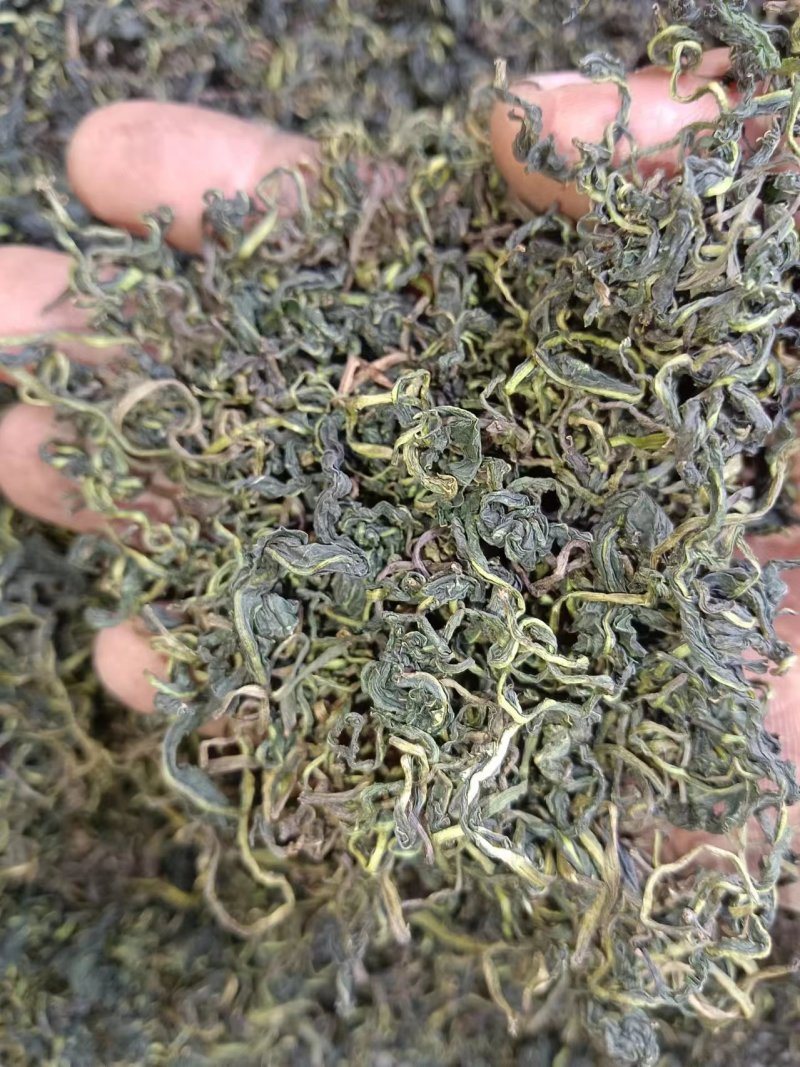 新蒲公英茶叶，大量有货欢迎电话联系沟通洽谈合作