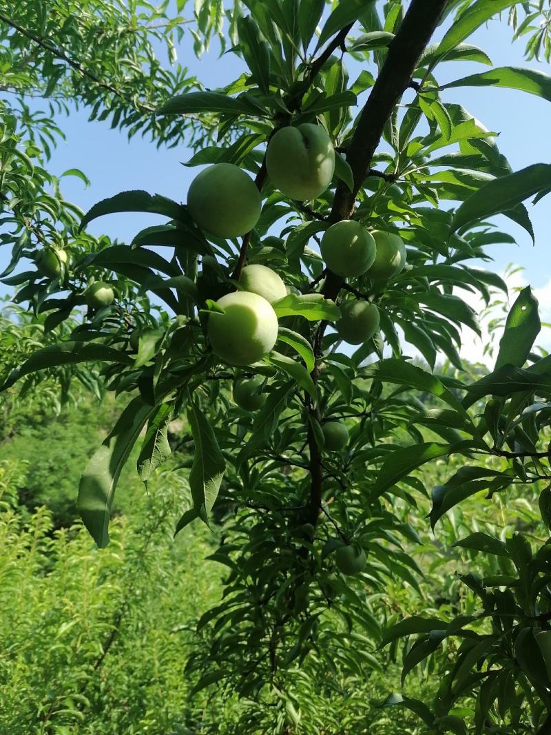 蜂糖李