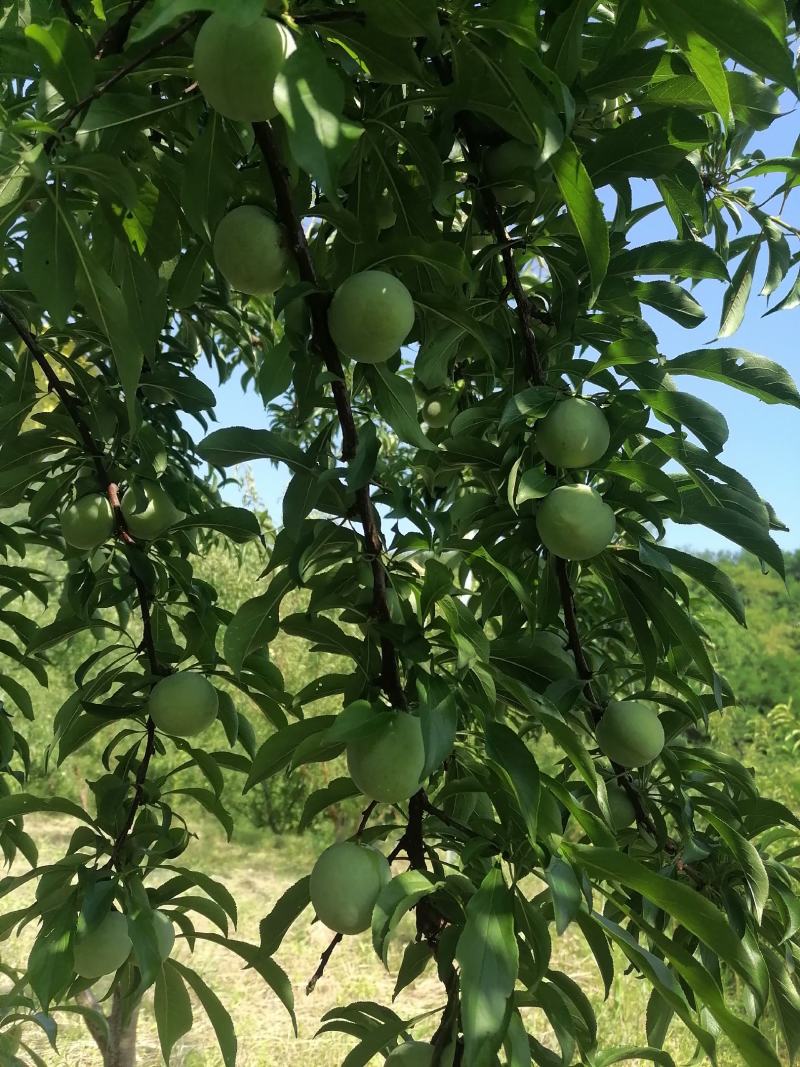 蜂糖李