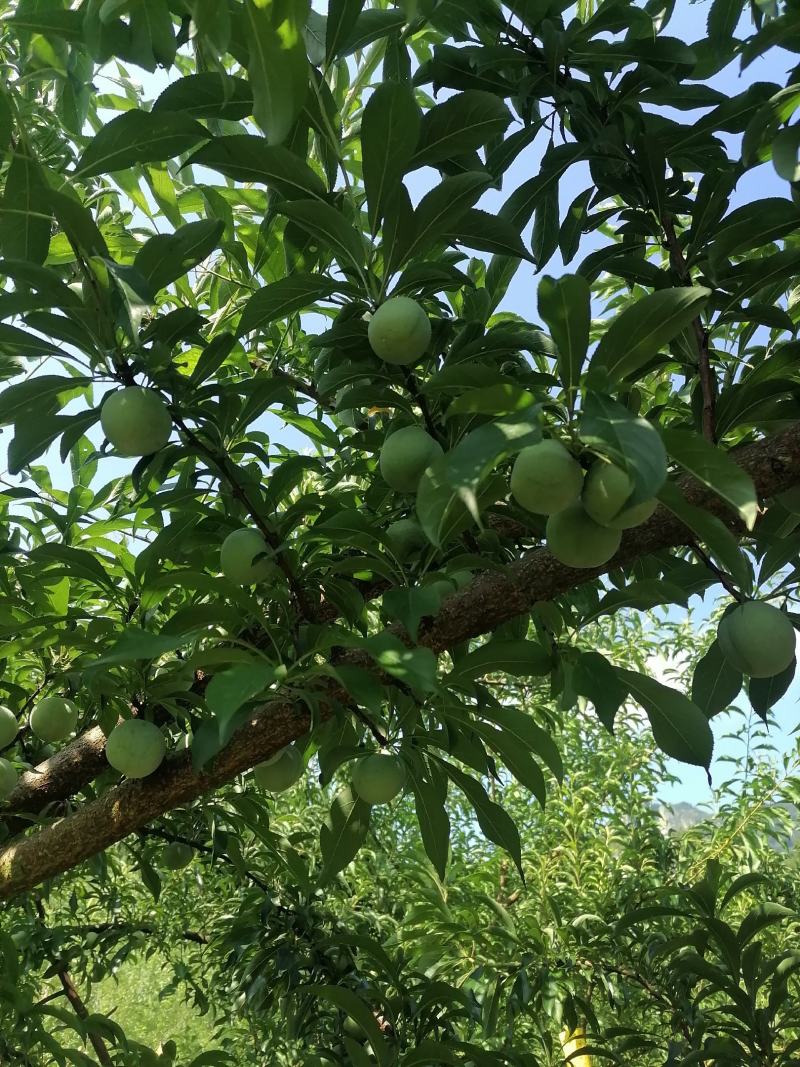 蜂糖李