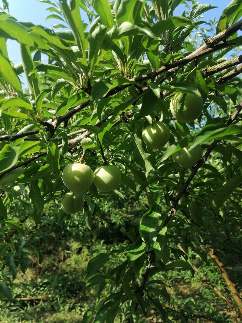 蜂糖李