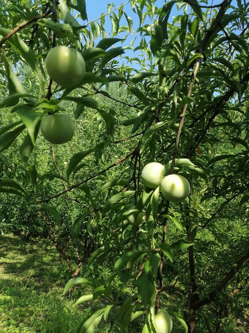 蜂糖李