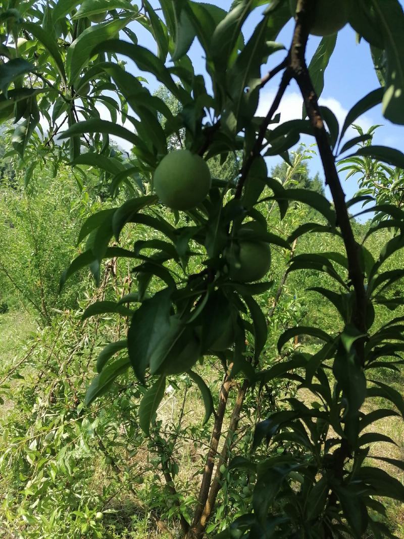 蜂糖李
