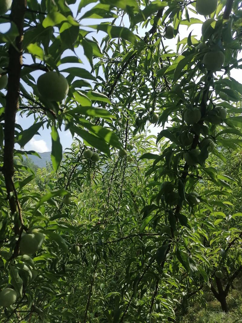 蜂糖李