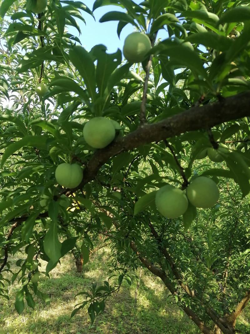 蜂糖李