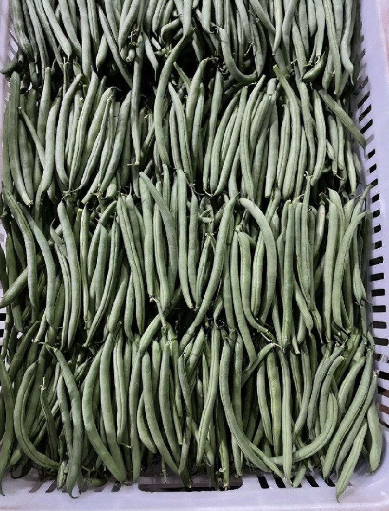 山西朔州应县精品地豆产地直销可供电商
