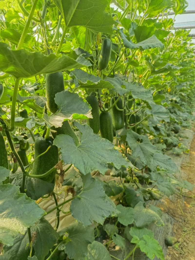 青皮小冬瓜吊瓜大量供应质优价廉欢迎各位客商选购
