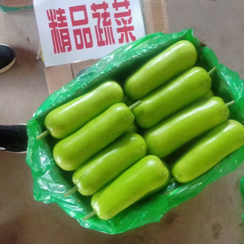 精品瓠子大量上市超市，食堂，市场，日上量上量10万斤