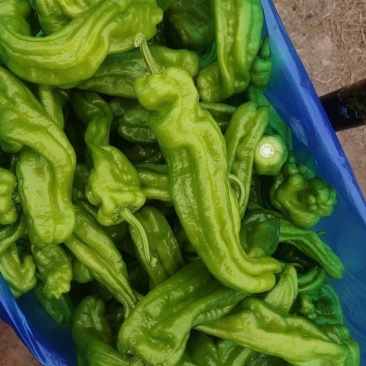 精品薄皮椒，品种齐全！产地直发量大从优！