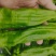 精品薄皮椒，品种齐全！产地直发量大从优！