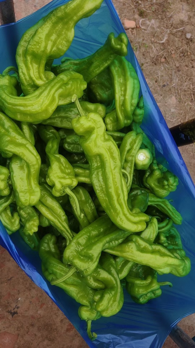 精品薄皮椒，品种齐全！产地直发量大从优！