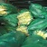 精品水果玉米大量上市品质保证量大从优欢迎联系