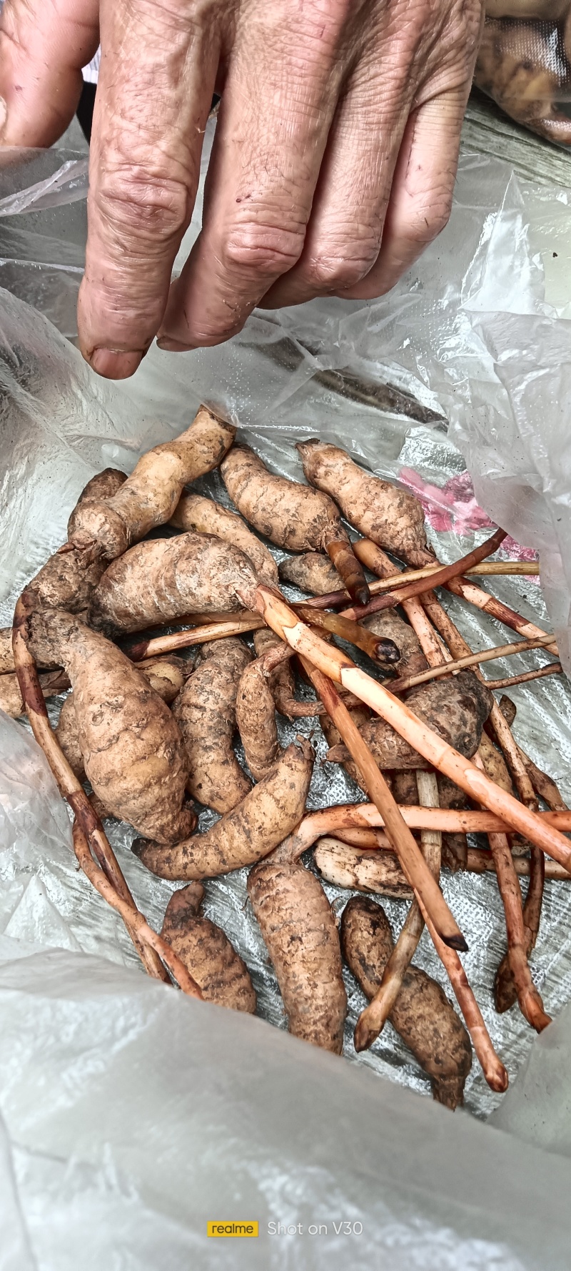 大山纯野生天麻。