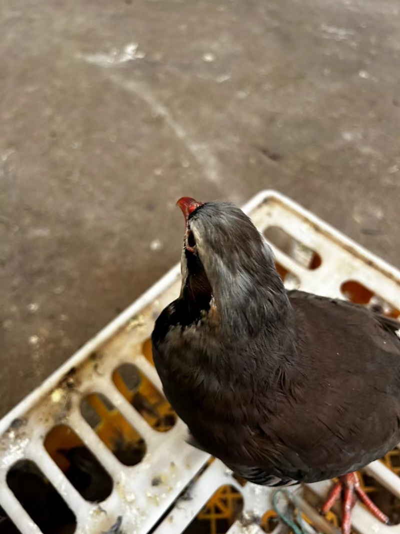 鹧鸪