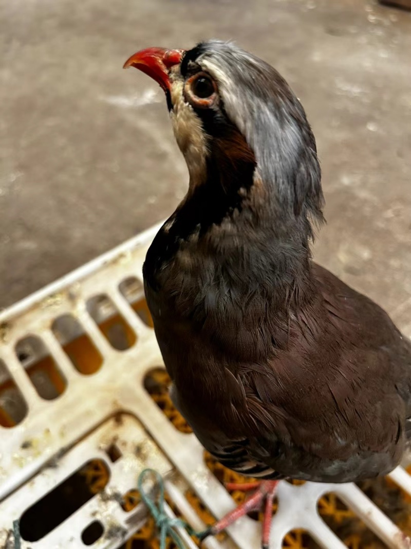 鹧鸪