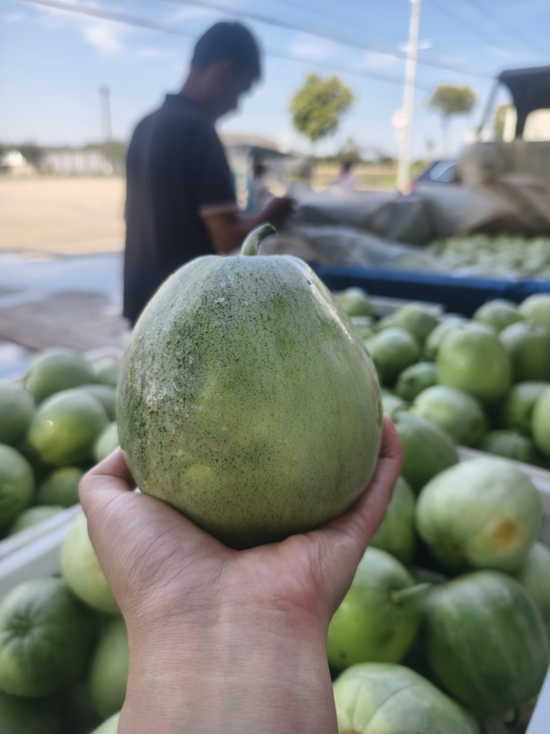 【绿宝甜瓜】湖北精品甜瓜，一手货源，大量供应，口感脆甜