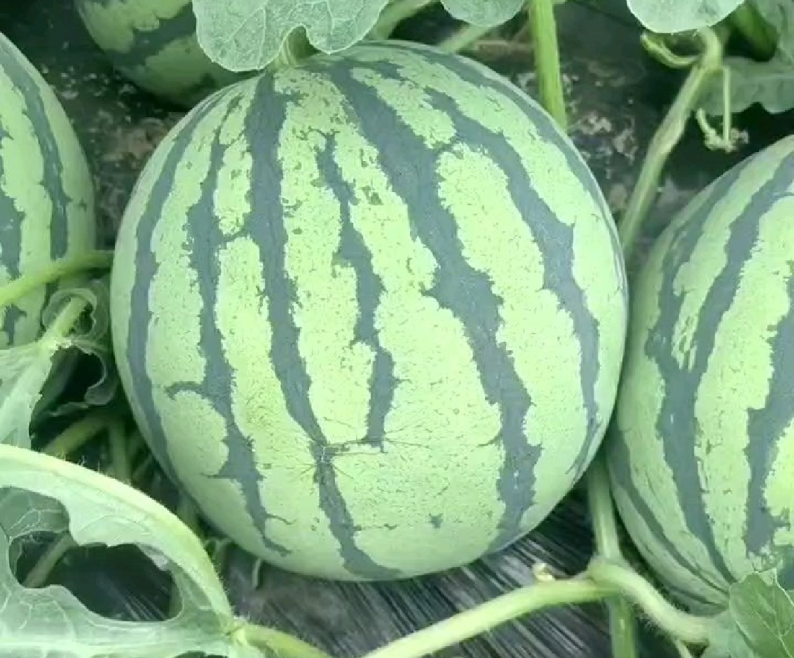 永州市黑美人西瓜主要种植区域分布图